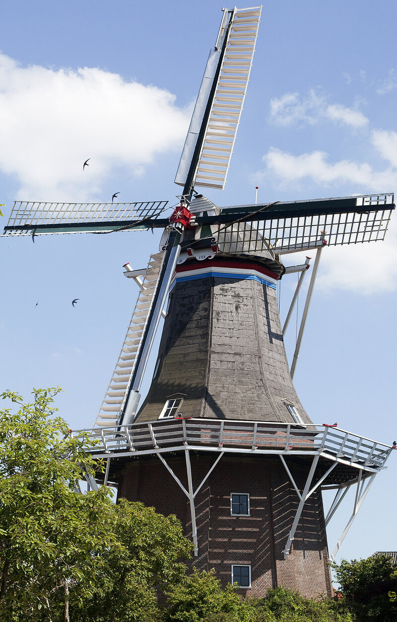 Koren- en pelmolen De Ster